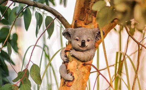 eucalyptus and koala